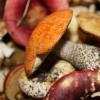 Грибы - вред и польза для человека, интересные факты В чем польза белых сушеных грибах